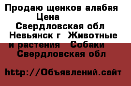 Продаю щенков алабая › Цена ­ 5 000 - Свердловская обл., Невьянск г. Животные и растения » Собаки   . Свердловская обл.